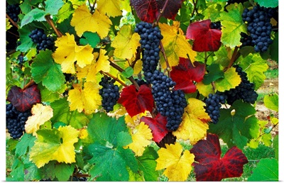 Wine grapes on vine, autumn color, Willamette Valley, Oregon, united states,