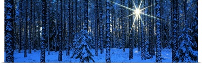 Winter Forest Sunburst