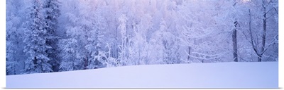 Winter Scenic AK