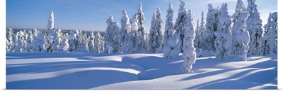Winter Trees Sweden