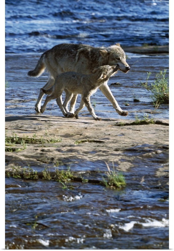Wolf mother crossing stream with cub, Minnesota