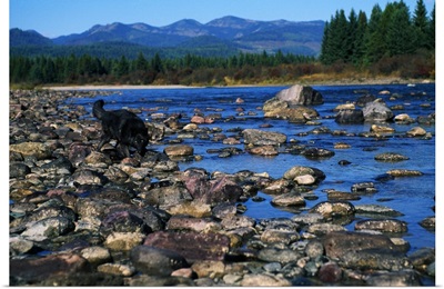 Wolf On Rocks At Edge Of Flathead River