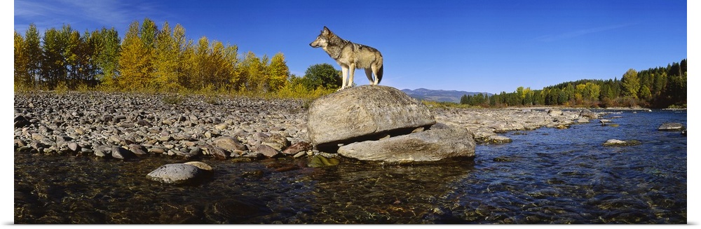 Photograph of a lone wolf standing on a large rock at the edge of a river in Montana.