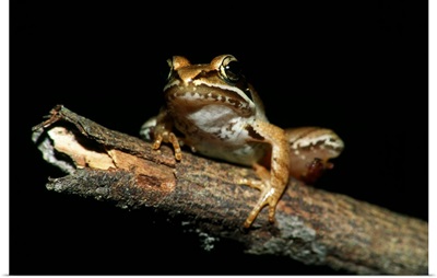 Wood Frog (Rana Sylvatica) On Dead Tree Branch