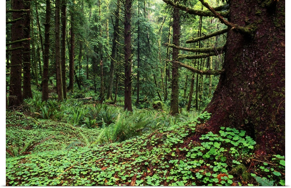 Wood Sorrel Plants (Oxalis Oregana) Growing In Sitka Spruce Tree Forest