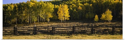 Wooden fence and Aspen trees in a field, Telluride, San Miguel County, Colorado