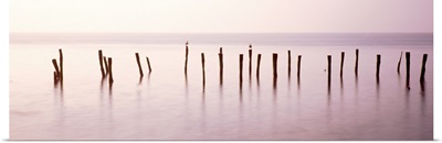 Wooden post in a river, Port Mahon Fishing Pier, Port Mahon, Delaware River, Delaware