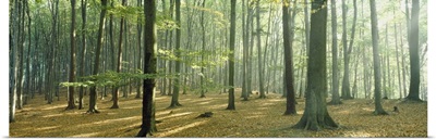 Woodlands near Annweiler Germany