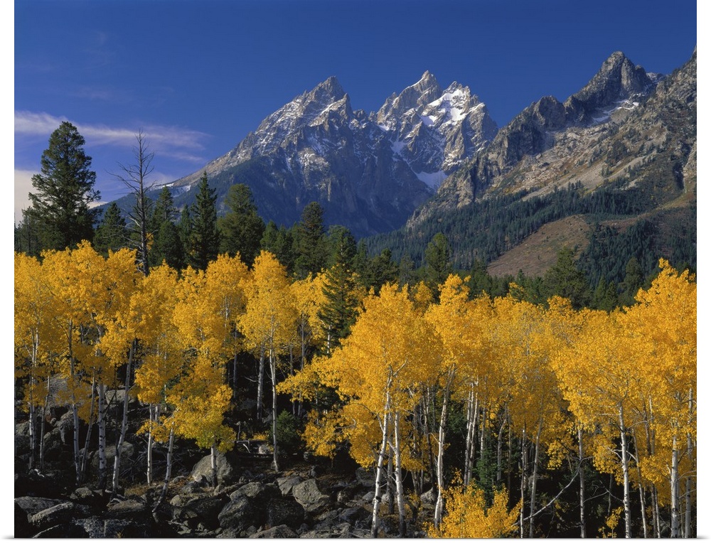 Large canvas photo art of rugged pointy mountains with golden trees in the foreground.