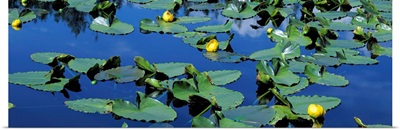 Wyoming, Pond with lily pads
