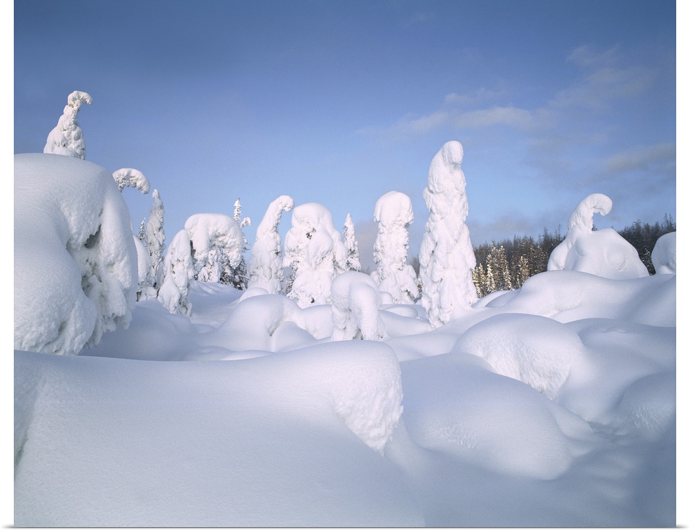 Wyoming, Snow covered lodgepole pines