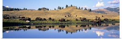 Wyoming, Yellowstone National Park, Lamar Valley, Bison