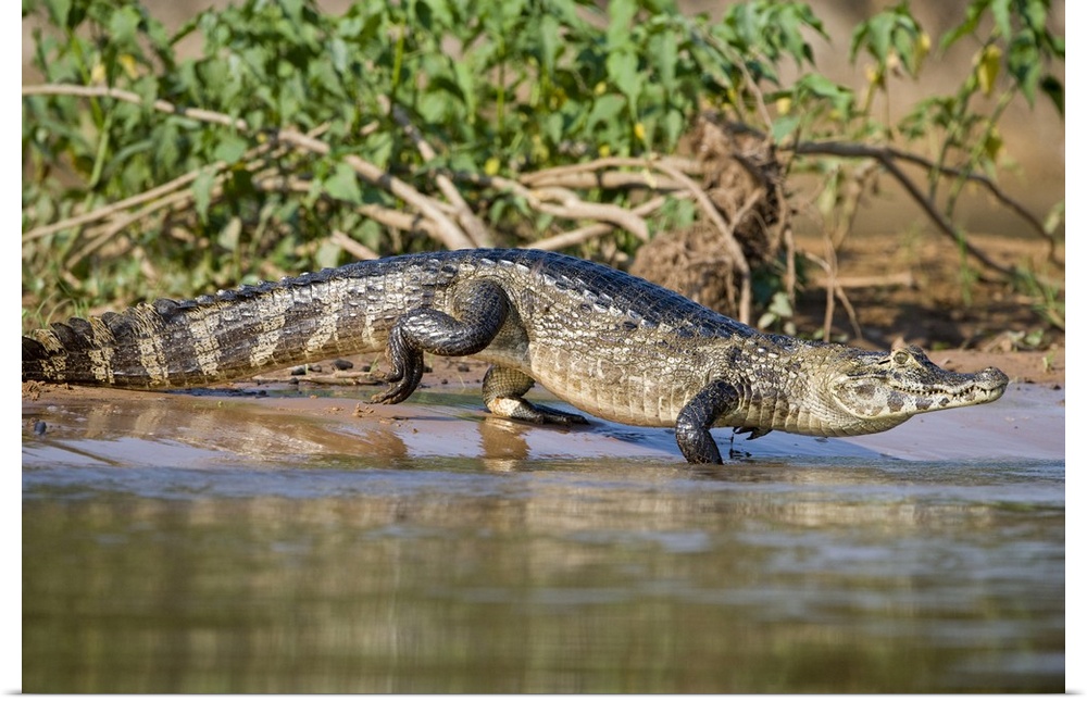 Yacare caiman Caiman crocodilus yacare at riverbank Three Brothers River Meeting of the Waters State Park Pantanal Wetland...