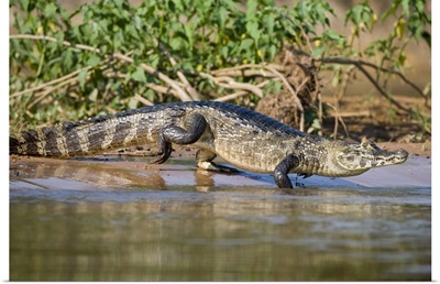 Yacare caiman Caiman crocodilus yacare at riverbank Three Brothers River Meeting of the Waters State Park Pantanal Wetlands Brazil
