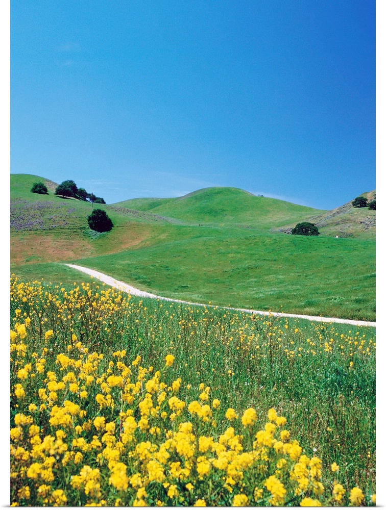 Yellow flowers along side rural road with rolling landscape II