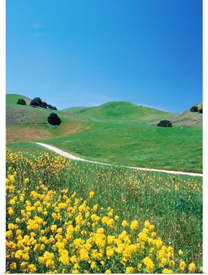 Yellow flowers along side rural road with rolling landscape II