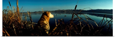 Yellow Labrador Retriever Duck Hunting MT