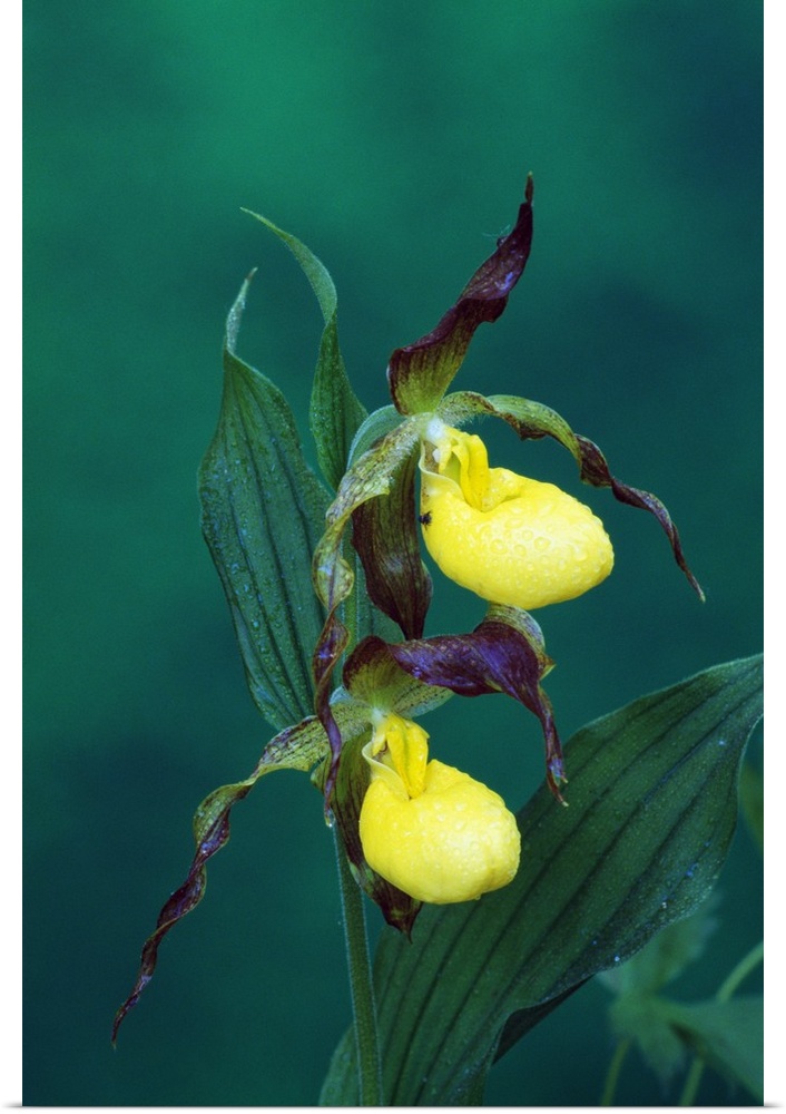 Yellow ladyslipper orchid flower blossoms, close up, Michigan
