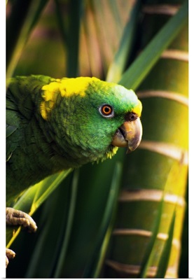 Yellow-naped amazon parrot on perch, portrait profile, Roatan, Honduras.