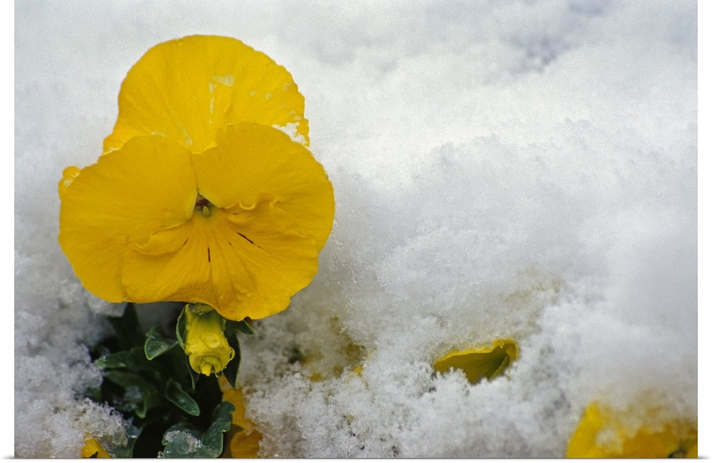 Big, landscape photograph of a golden pansy flower in bloom, surrounded by a snow covered ground.