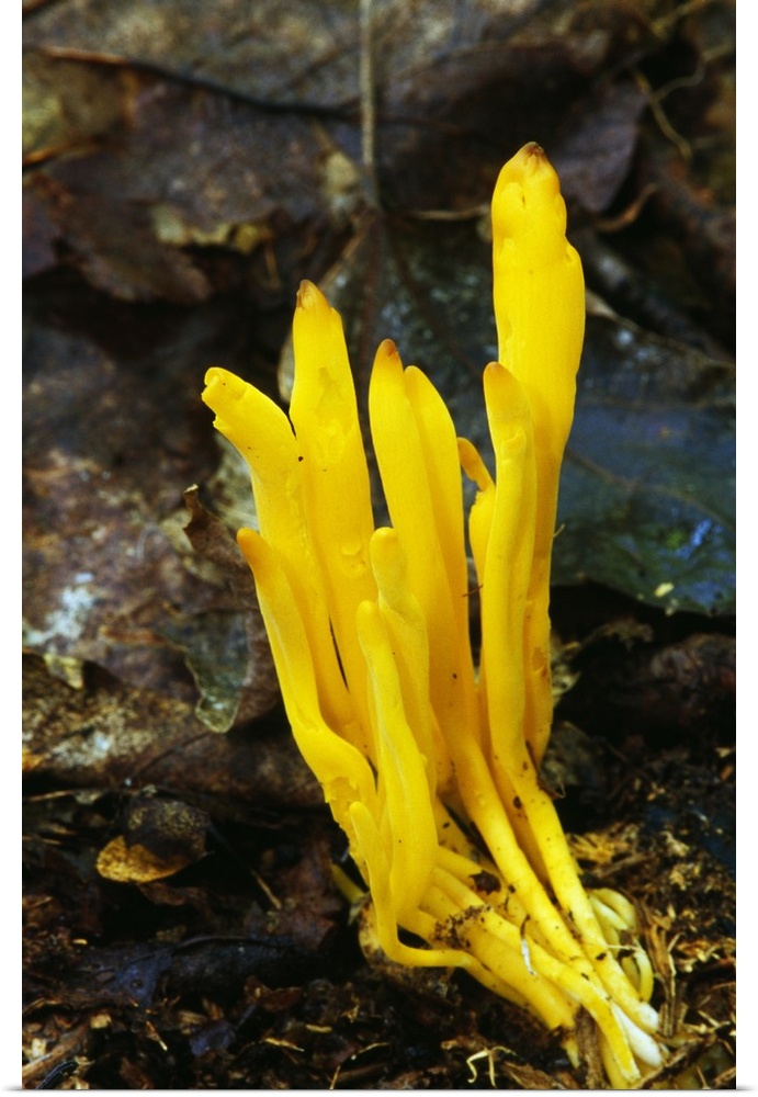 Yellow spindle coral mushrooms (Clavulinopsis fusiformis) growing in leaf litter, New York