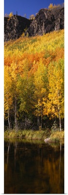 Yellow trees in the forest, Denali National Park, Alaska