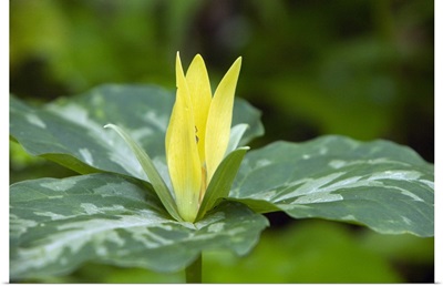 Yellow trillium flower (Trillium luteum) in bloom, close up, Tennessee