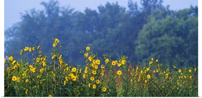 Yellow Wildflowers In Bloom Oklahoma