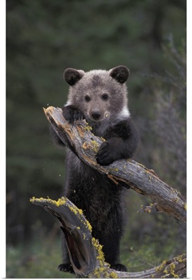 Young GrizzliyBear Hanging on a Tree