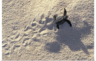 Young sea turtle