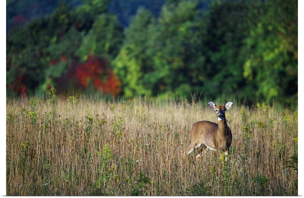 Young whitetail spike buck in autumn color meadow.