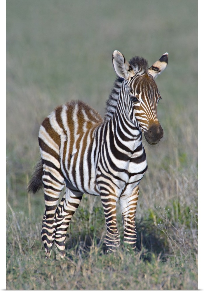Tall wall print of a baby zebra standing in a field.