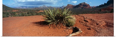 Yucca plant growing in a rocky field, Sedona, Coconino County, Arizona