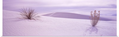 Yucca plants in a desert, White Sands National Monument, New Mexico,
