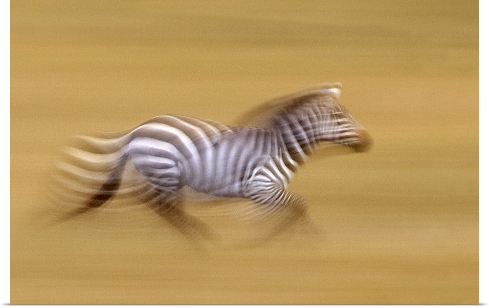Zebra in Motion Kenya Africa