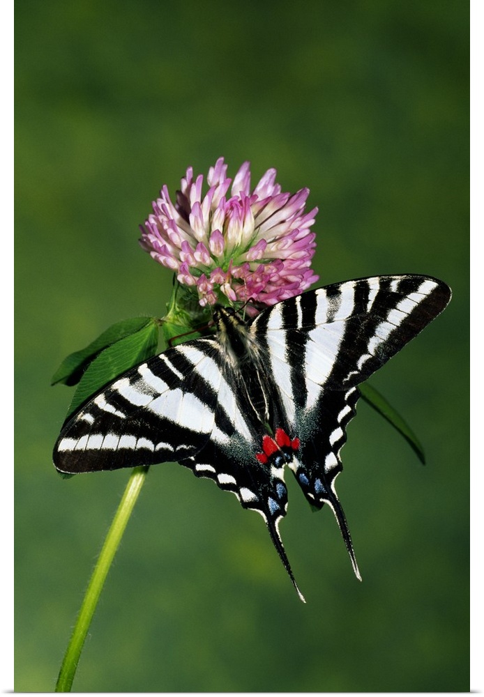 Zebra swallowtail butterfly on clover flower blossom.