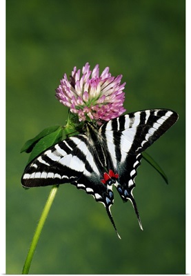 Zebra swallowtail butterfly on clover flower blossom.