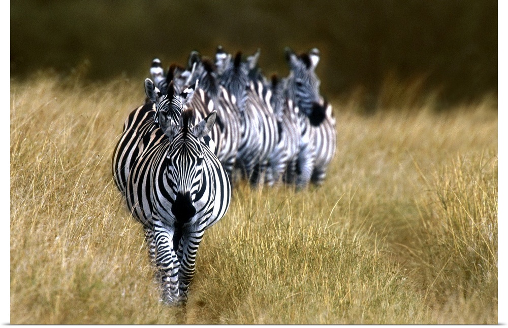 Panoramic photograph of zebras in a single-file line surrounded by tall grass.