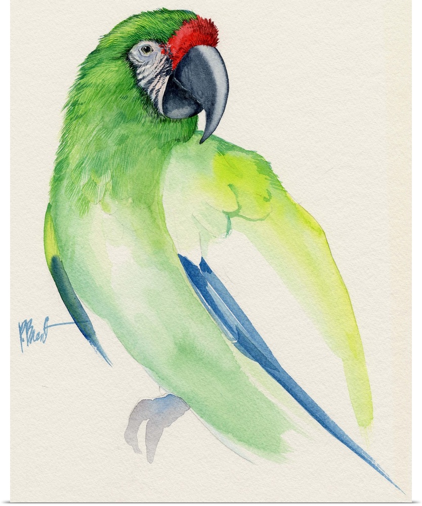 Watercolor painting of a Buffon's macaw parrot.