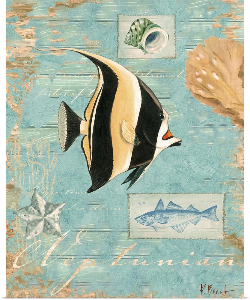 Decorative artwork of an angelfish on a distressed background with shells.