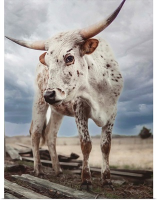Cloudy Day Cow