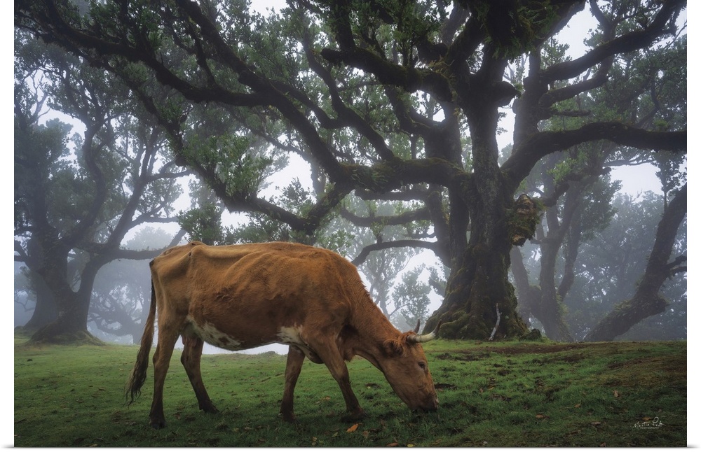 Cow In The Fog