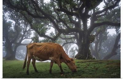 Cow In The Fog