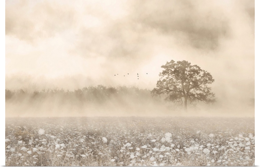 Foggy Wildflower Field