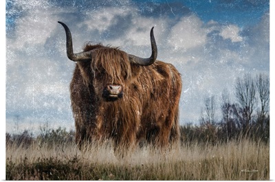 Highland Bull Vintage 1
