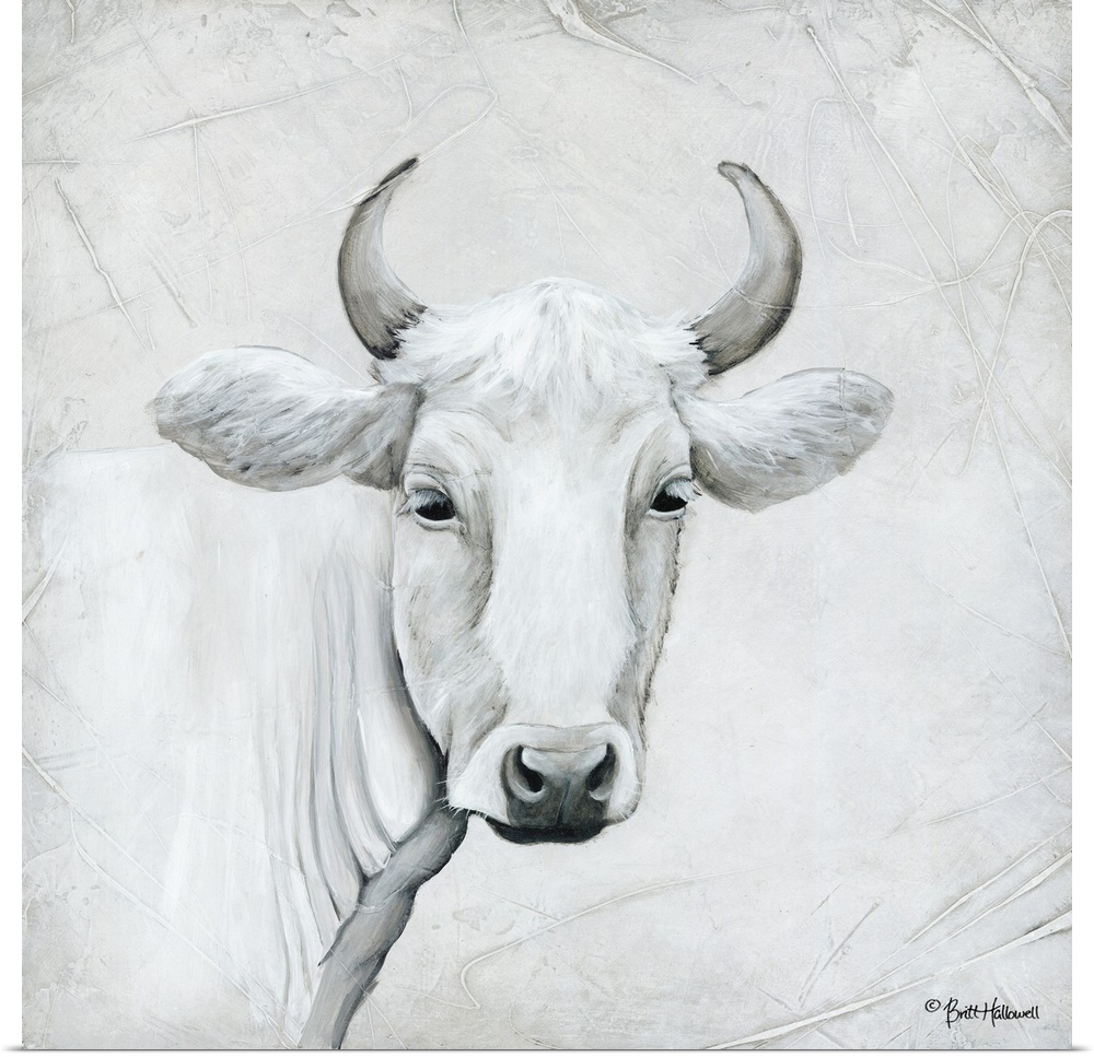 Portrait of a white cow with curved horns.