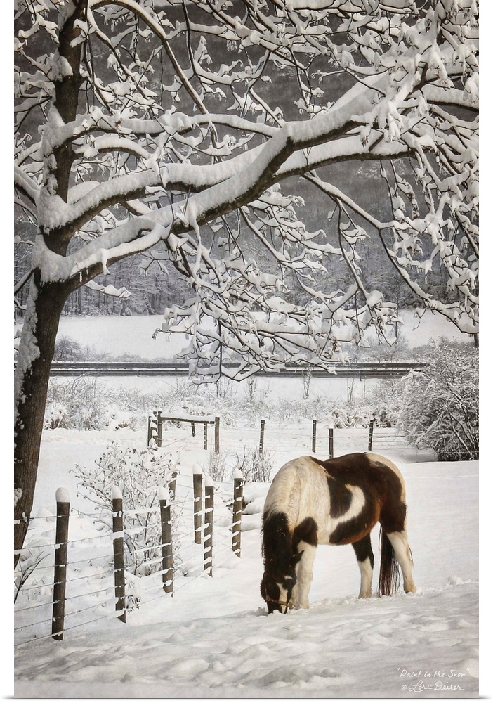 Horse grazing beside a fence in a snow covered field.