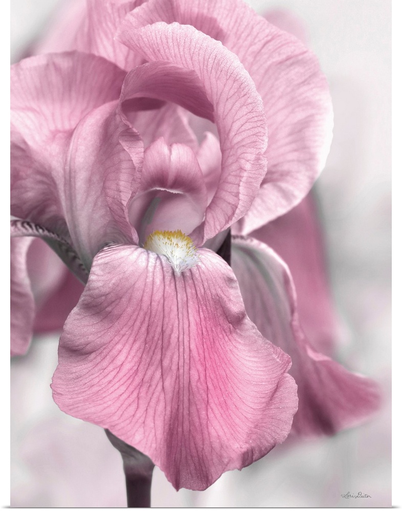 Pink Iris