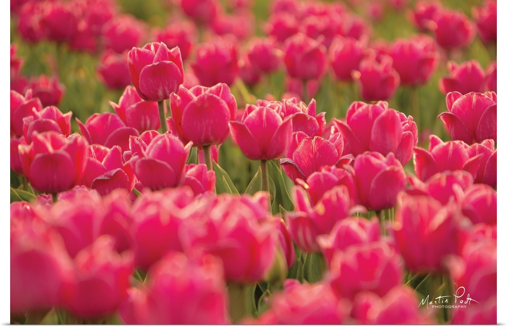 Pretty Pink Tulips