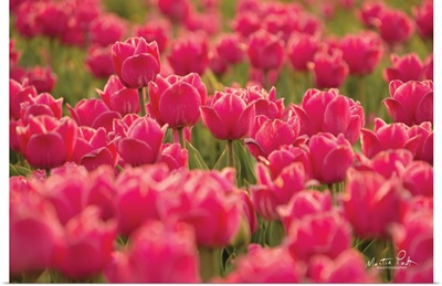 Pretty Pink Tulips